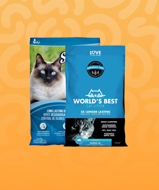 named dog collars - Professional Guide and Review