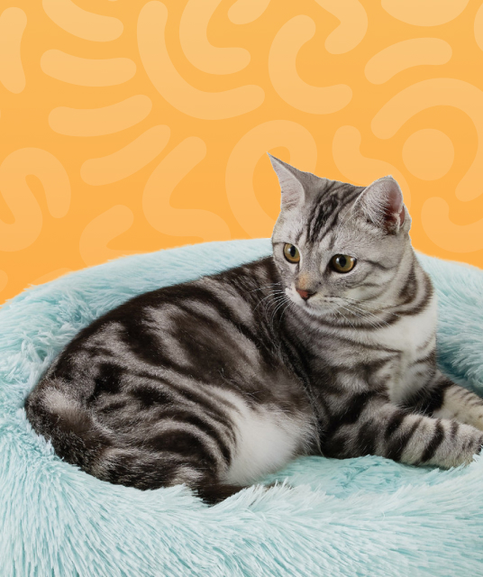 dog car booster Crash-Pod Elite Max honeycomb structure