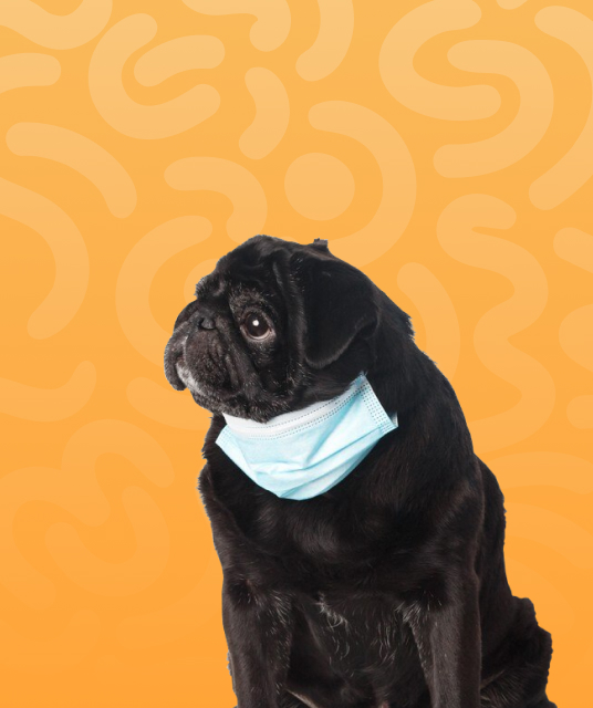 custom dog bed memory foam layers