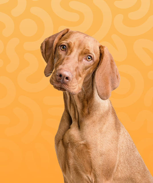 dog seat belts for cars real owner setup Australian outback vehicle