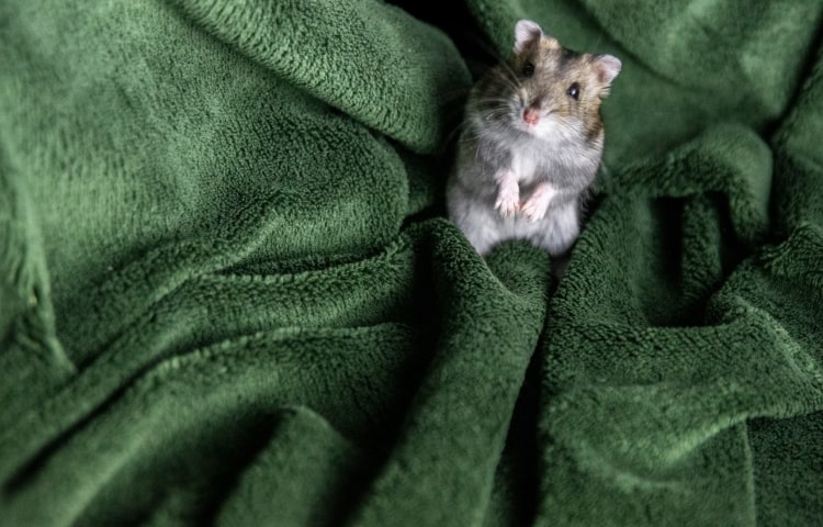 chewing toy for dog - Professional Guide and Review