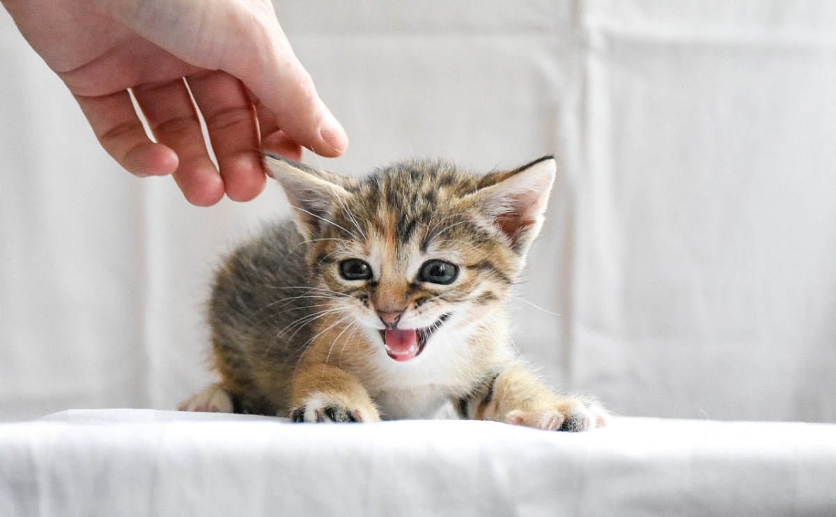 cat collar id tags - two finger cat collar fit test