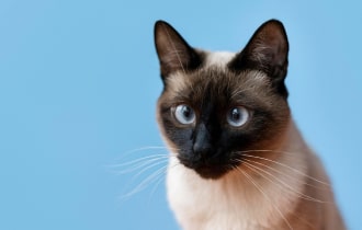 dog car booster 2025 Australian price comparison chart