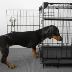 Sliding Door Dog Crate