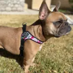 Tre Ponti Adjustable Girth Easy Fit Pet Harness, Camouflage Pink