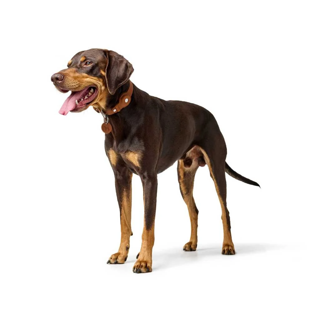 20_04187e7e-a9f9-4d6a-a1d7-32a1073e1b37_2000x Hunter Leather Dog Collar with Apple Airtag Holder, Cognac