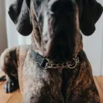 Hunter Aalborg Martingale Dog Collar, Black