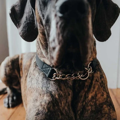 27_400x Hunter Aalborg Martingale Dog Collar, Black
