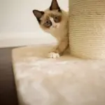 High Bed Scratching Post for Large Cats, Cream