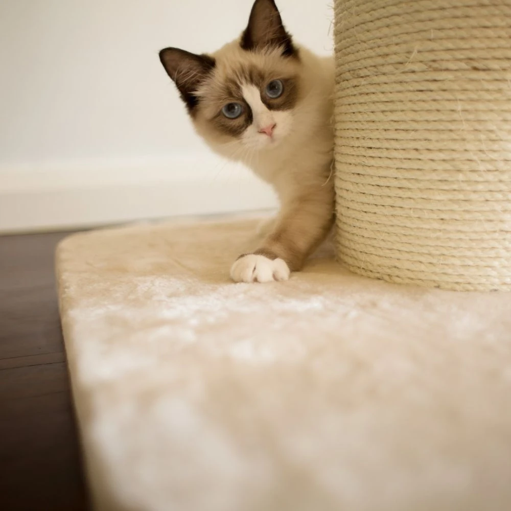 27_a95dcad9-a0f3-4e3f-8c68-0391f2e8392d_2000x High Bed Scratching Post for Large Cats, Cream
