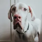 Hunter Aalborg Martingale Dog Collar, Black