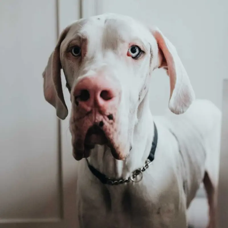 real wood cat tree - Professional Guide and Review