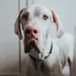 Hunter Aalborg Martingale Dog Collar, Black