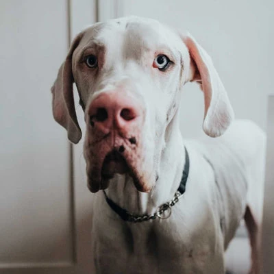 28_400x Hunter Aalborg Martingale Dog Collar, Black