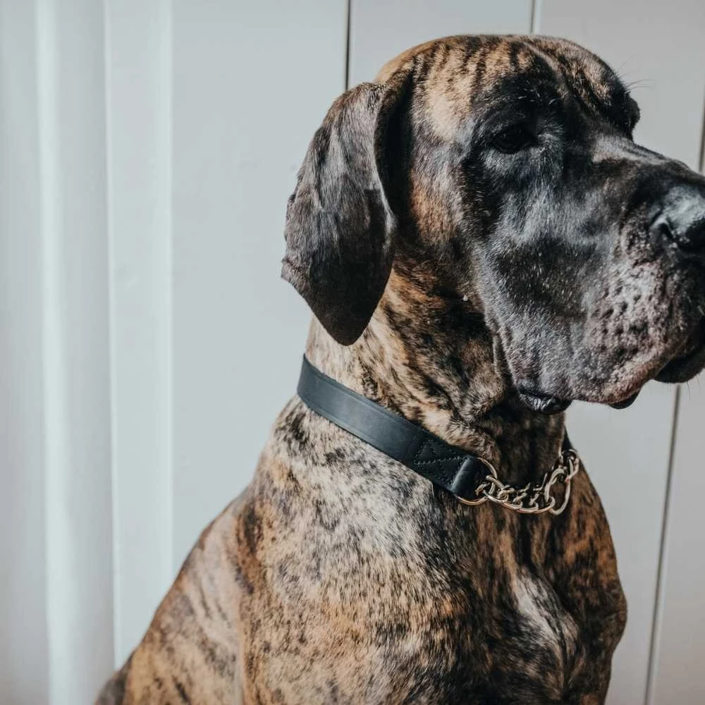 Modern dog traile showing internal safety features