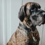 Hunter Aalborg Martingale Dog Collar, Black