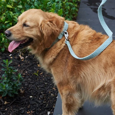 29_5d5e8ca0-13aa-484e-829c-3eb2ed7e90bb_400x Australian Designed Boucle Dog Collar, Sage