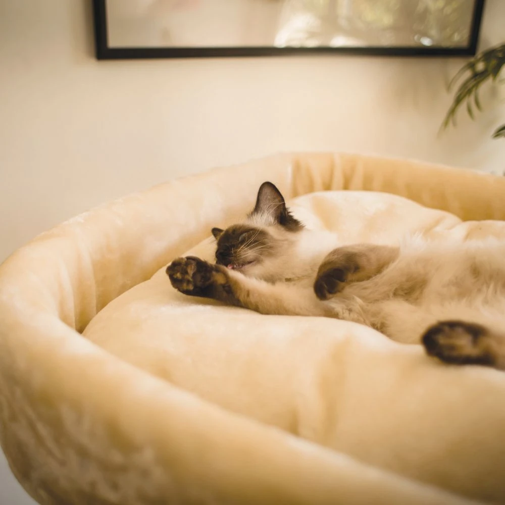 29_667a06e4-51ac-46b8-a522-44b4c4606b4b_2000x stand for dogs - Professional Guide and Review