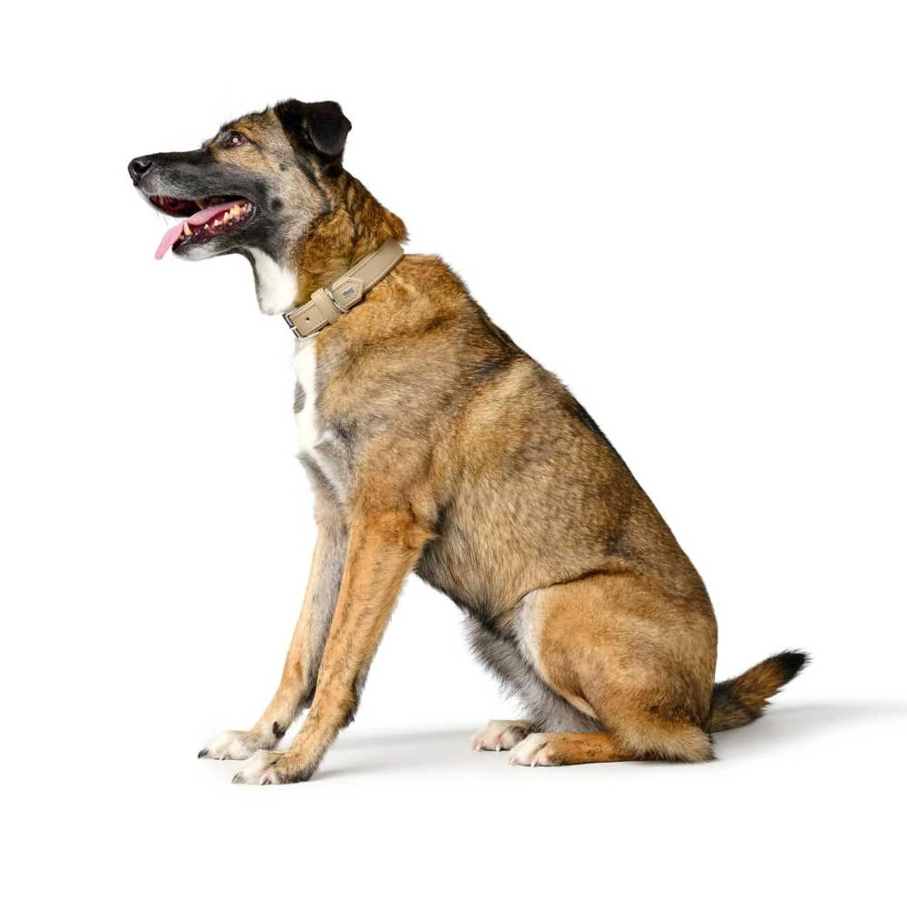 2_50a348cd-f5bd-4b6c-8fec-1e2ae4eb0bc3_2000x Hunter Dog Collar Amalfi, Tan