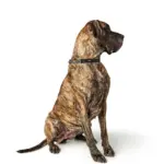 Hunter Aalborg Martingale Dog Collar, Black