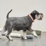 Australian Designed Boucle Dog Collar, Terracotta