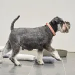 Australian Designed Boucle Dog Collar, Terracotta