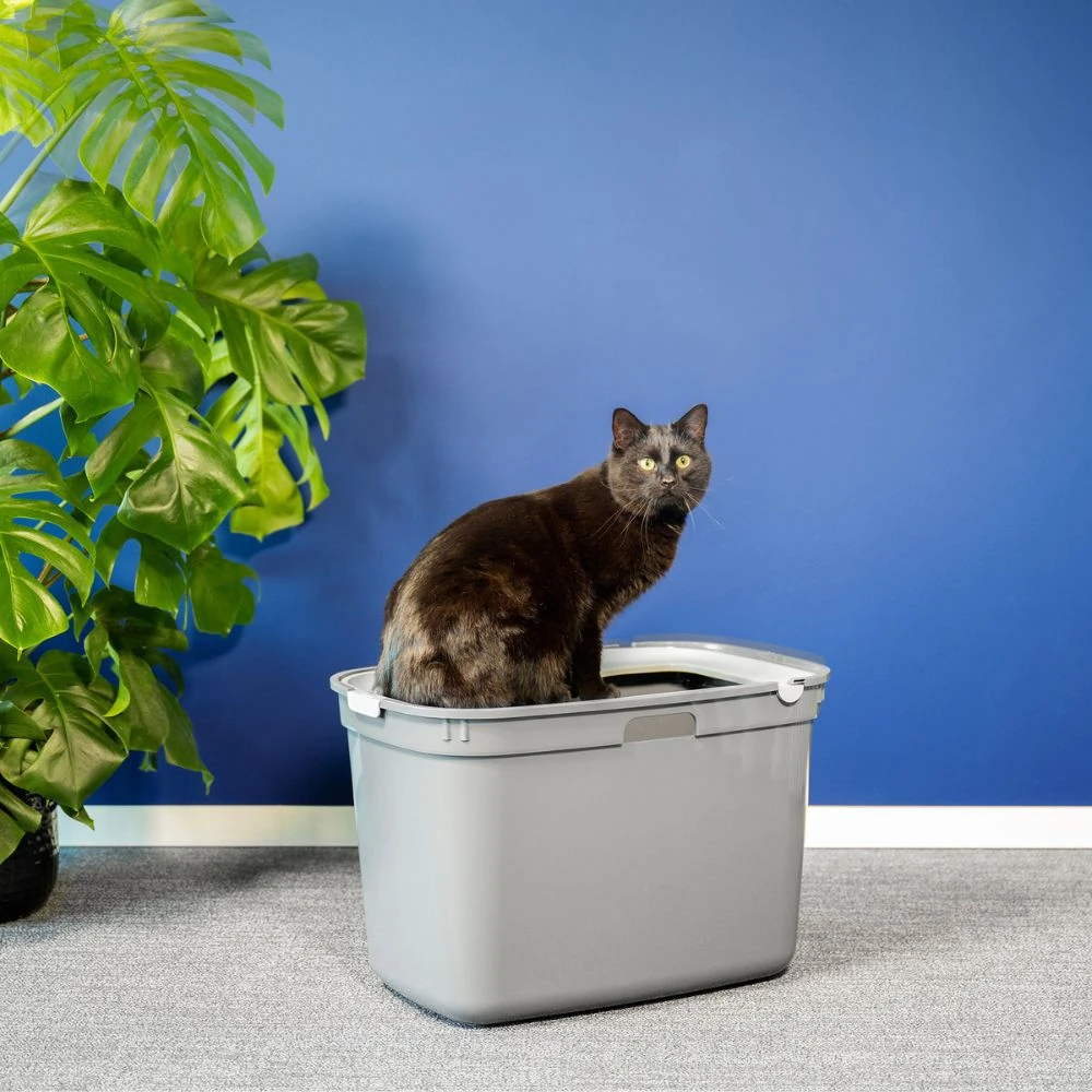 37_1072dfdc-9bcf-40df-a155-056f89525f29_2000x Top Entry Litter Box, Moderna Top Cat, Cool Grey