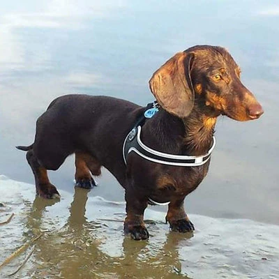 42_30ae769b-7dfa-459f-8167-d38bf23a4307_400x Tre Ponti Genesis Step In Harness for Dogs and Cats, Black