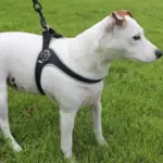 dog in seat belt - Professional Guide and Review