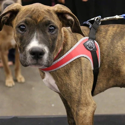 50_66317f07-7297-4fad-934a-63734c145463_400x Tre Ponti Genesis Adjustable Girth Easy Fit Pet Harness, Red