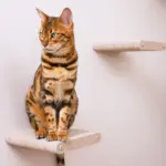 Cat Climber Short Steps (2), Oatmeal
