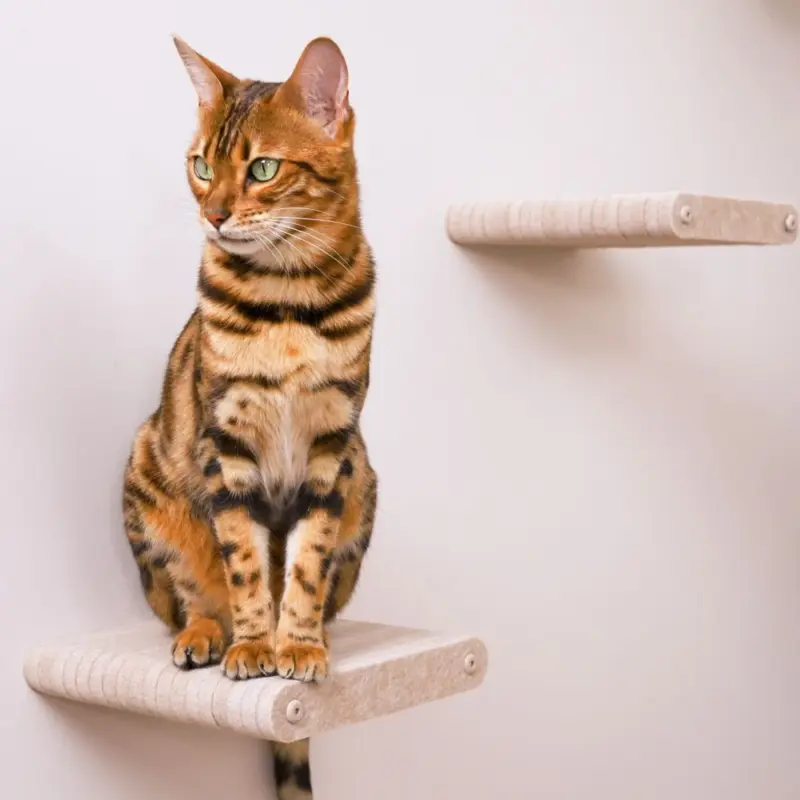 Cat Climber Short Steps (2), Oatmeal