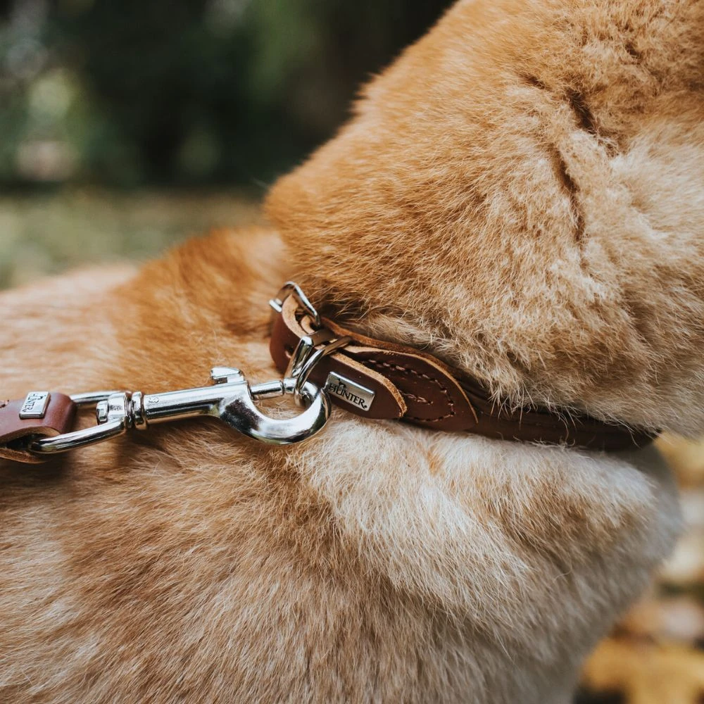 53_97b377e0-b860-4166-9685-a20844eb3b00_2000x Hunter Rolled Soft Leather Dog Collar, Brown