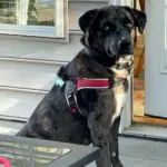 Tre Ponti Brio Adjustable Step In Dog Harness, Red