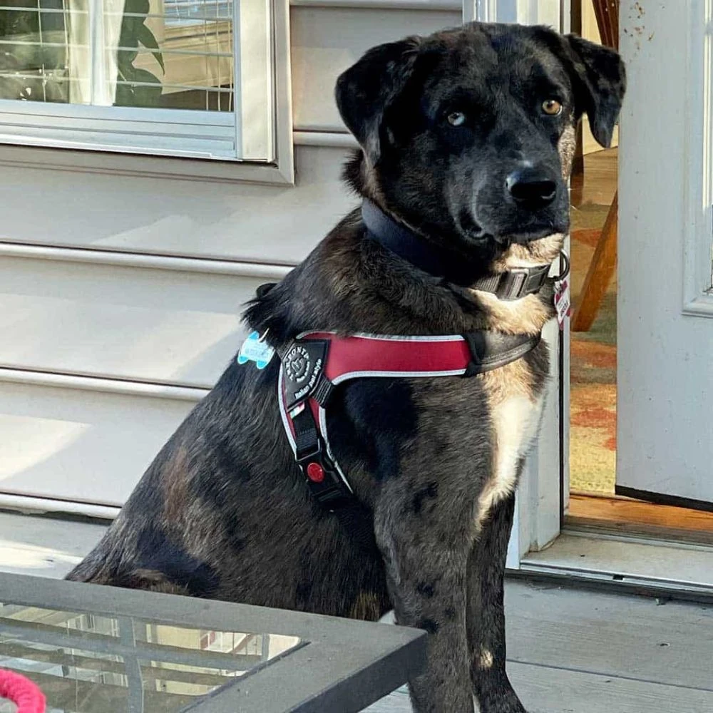 5_a584736a-e459-47ad-8d4e-9138d7579138_2000x Tre Ponti Brio Adjustable Step In Dog Harness, Red