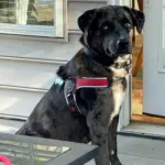 Tre Ponti Brio Adjustable Step In Dog Harness, Red