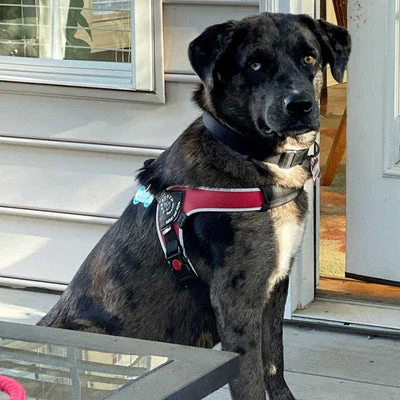 5_a584736a-e459-47ad-8d4e-9138d7579138_400x Tre Ponti Brio Adjustable Step In Dog Harness, Red