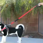 Tre Ponti Double Handled Dog Leash, Black