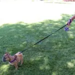 Tre Ponti Mesh Dog Lead, Red