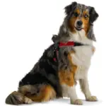 Tre Ponti Brio Adjustable Step In Dog Harness, Red