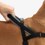 SofterWalk No Pull Dog Harness | Gotham