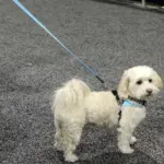 Tre Ponti Reflective Dog Leash, Blue