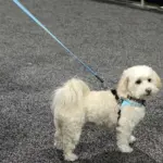 house for dogs - Professional Guide and Review