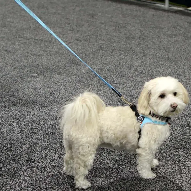 house for dogs - Professional Guide and Review