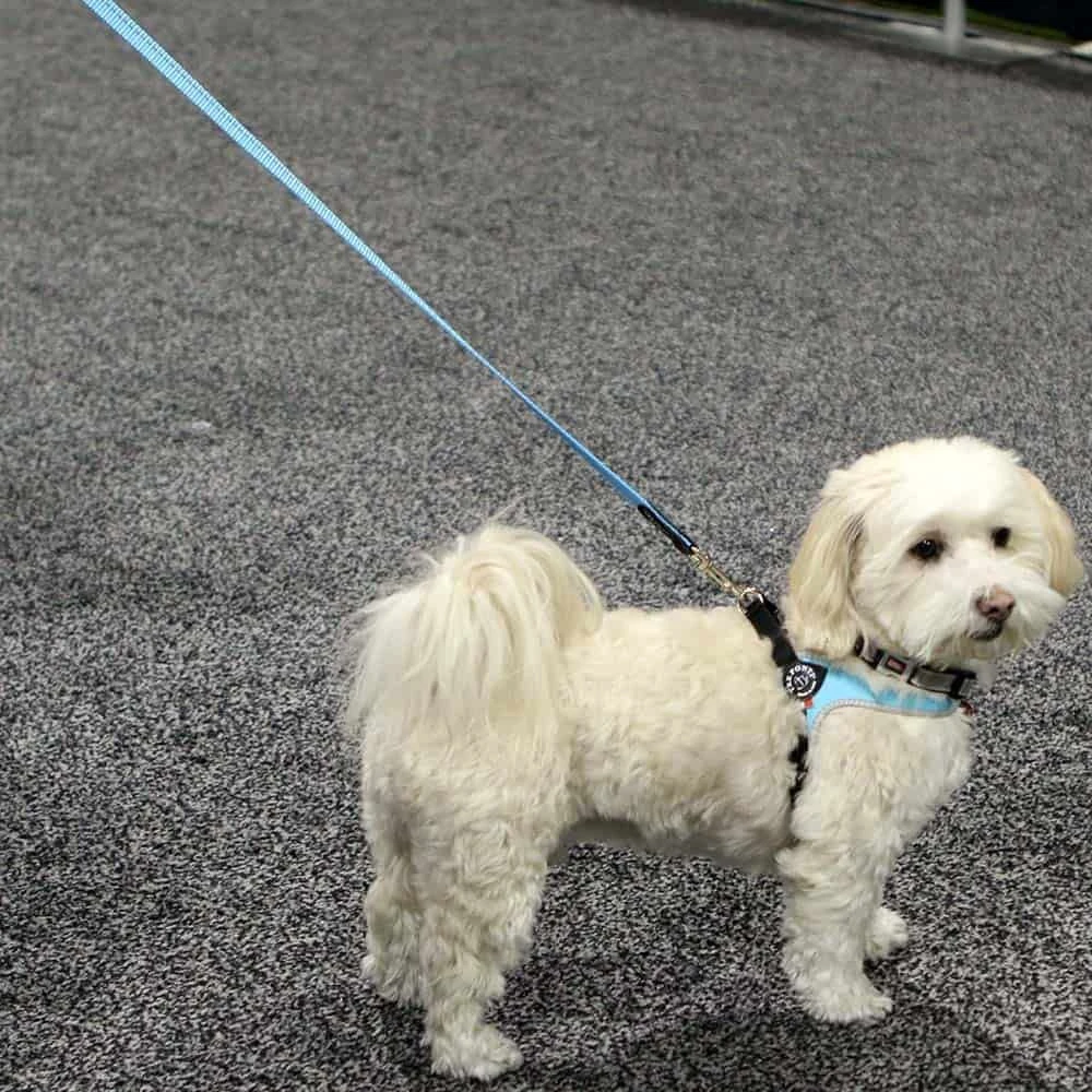 81_d07840b3-da63-4522-a298-9b141c5206d8_2000x Tre Ponti Reflective Dog Leash, Pink