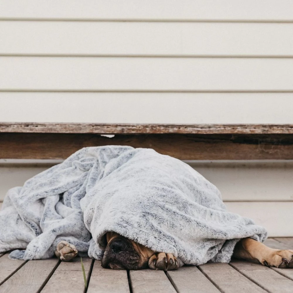 88_2000x T&S Pet Blanket, Moonlight Grey