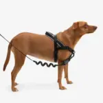 SofterWalk No Pull Dog Harness | Gotham