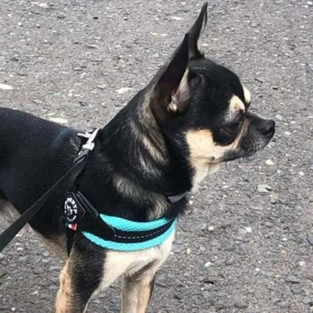 91_85faaa81-dd84-4864-a4c1-0d80bad16dd0_2000x Tre Ponti Mesh Adjustable Girth Easy Fit Pet Harness, Black