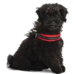 Tre Ponti Mesh Adjustable Girth Easy Fit Pet Harness, Red