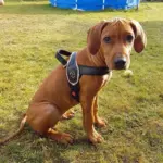 padded dog harness - Professional Guide and Review